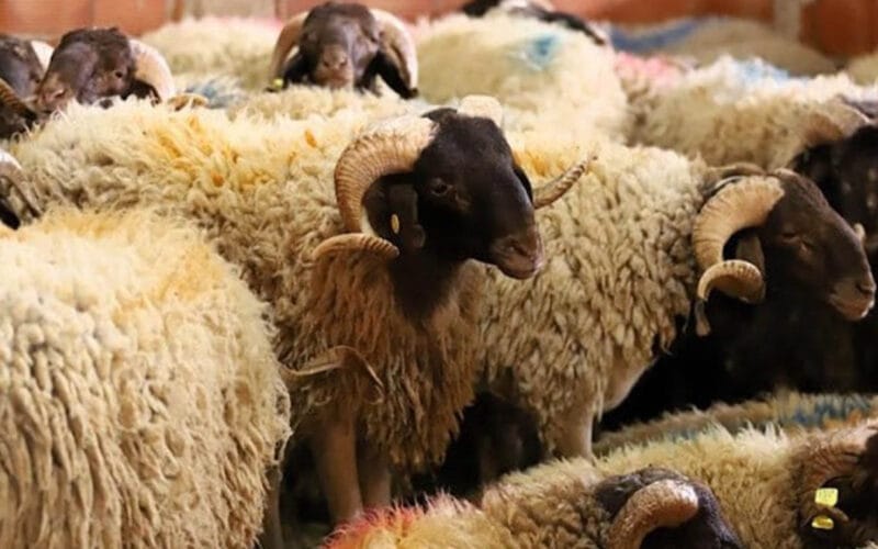 362025638800 moutons 20 800x500